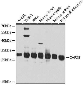 CAPZB Rabbit pAb