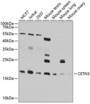 CETN3 Rabbit pAb