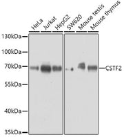 CSTF2 Rabbit pAb