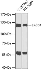 ERCC4 Rabbit pAb