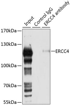 ERCC4 Rabbit pAb
