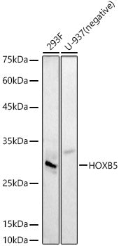HOXB5 Rabbit pAb