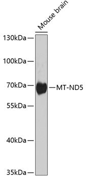 MT-ND5 Rabbit pAb