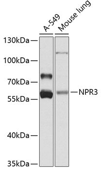NPR3 Rabbit pAb