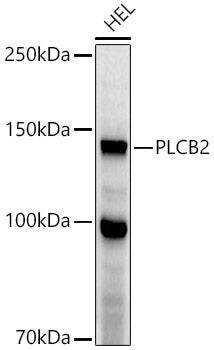 PLCB2 Rabbit pAb
