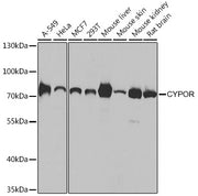 [KO Validated] CYPOR Rabbit pAb