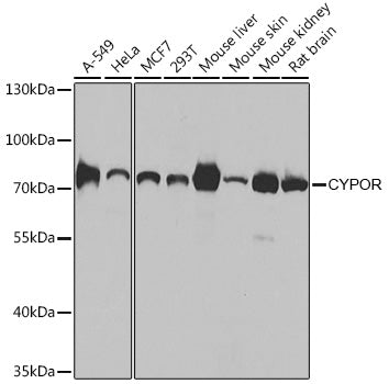 [KO Validated] CYPOR Rabbit pAb