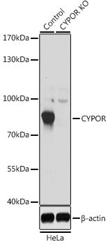 [KO Validated] CYPOR Rabbit pAb