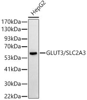 GLUT3/SLC2A3 Rabbit pAb