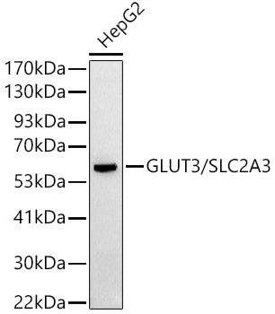 GLUT3/SLC2A3 Rabbit pAb