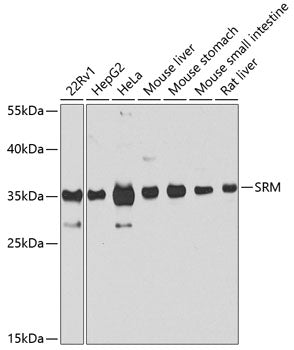 SRM Rabbit pAb