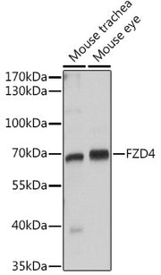 FZD4 Rabbit pAb
