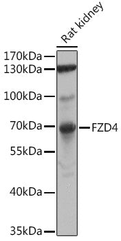 FZD4 Rabbit pAb