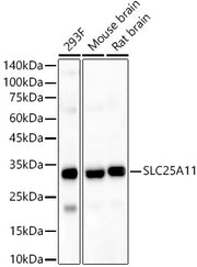 SLC25A11 Rabbit pAb