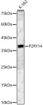 P2RY14 Rabbit pAb