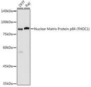 Nuclear Matrix Protein p84 (THOC1) Rabbit pAb