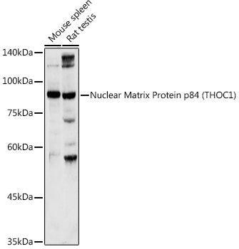 Nuclear Matrix Protein p84 (THOC1) Rabbit pAb