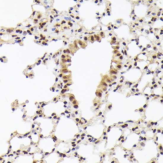 Nuclear Matrix Protein p84 (THOC1) Rabbit pAb