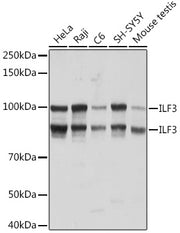 ILF3 Rabbit mAb