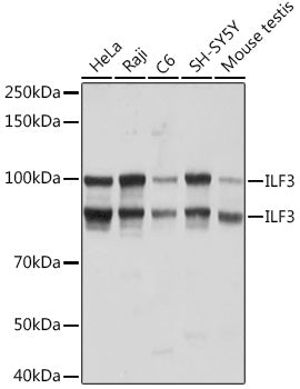 ILF3 Rabbit mAb
