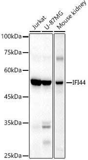 IFI44 Rabbit pAb