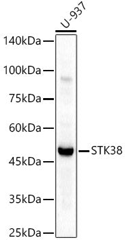 STK38 Rabbit pAb
