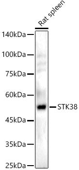 STK38 Rabbit pAb