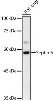 Septin 6 Rabbit pAb