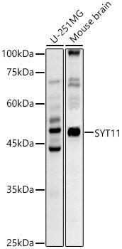 SYT11 Rabbit pAb