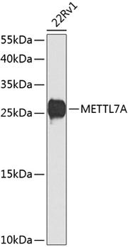 METTL7A Rabbit pAb