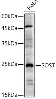 SOST Rabbit pAb