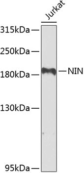 NIN Rabbit pAb