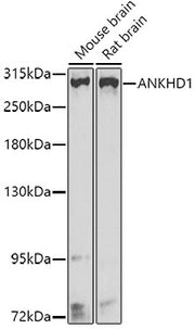 ANKHD1 Rabbit pAb