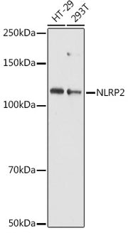 NLRP2 Rabbit pAb