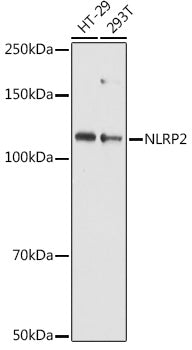 NLRP2 Rabbit pAb