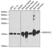 NDUFA12 Rabbit pAb