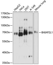 BAIAP2L1 Rabbit pAb