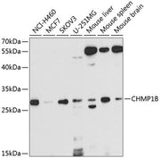 CHMP1B Rabbit pAb