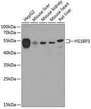 HS1BP3 Rabbit pAb