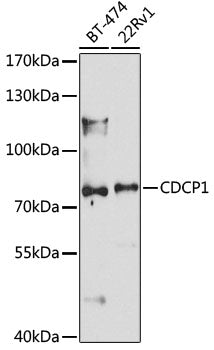 CDCP1 Rabbit pAb