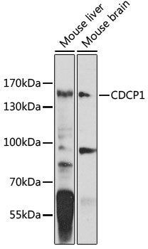 CDCP1 Rabbit pAb
