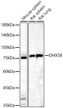 DHX58 Rabbit pAb