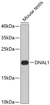 DNAL1 Rabbit pAb