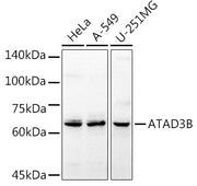 ATAD3B Rabbit pAb