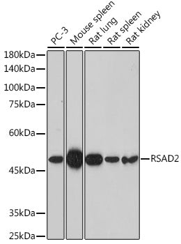 RSAD2 Rabbit pAb