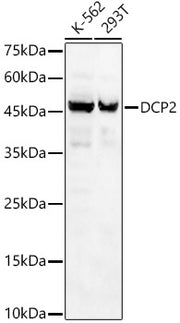 DCP2 Rabbit pAb