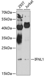 IFNL1 Rabbit pAb