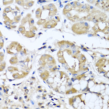 IFNL1 Rabbit pAb
