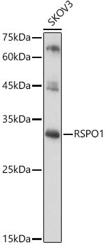 RSPO1 Rabbit pAb