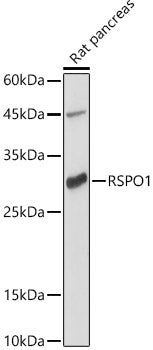 RSPO1 Rabbit pAb